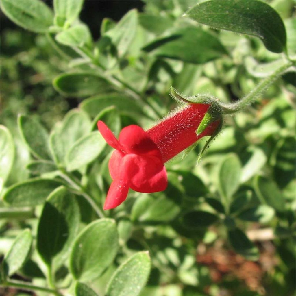Galvezia speciosa