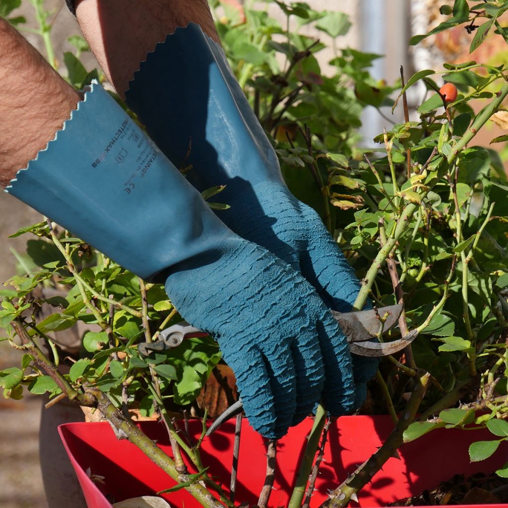 Rostaing long pruning gloves for roses and small thorny plants, ProtectMax blue.