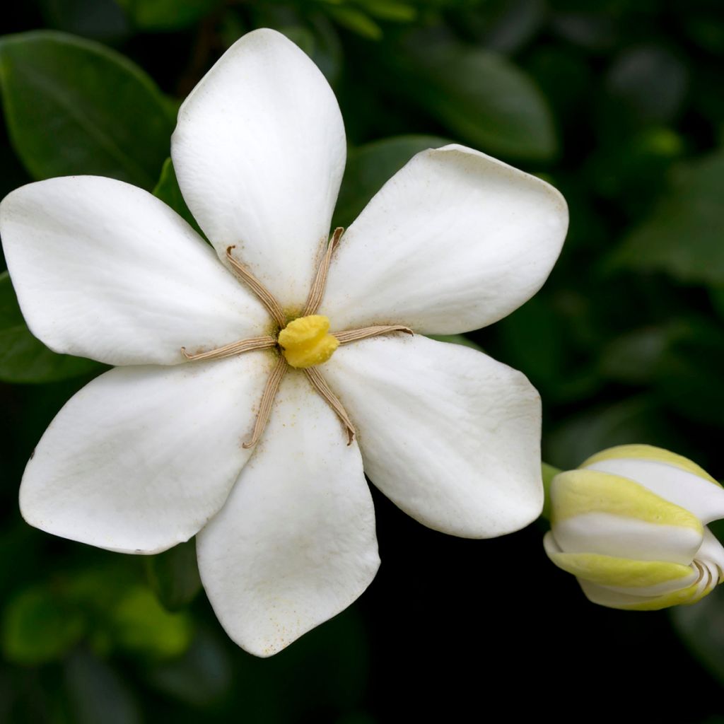 Gardenia jasminoides Kleims Hardy