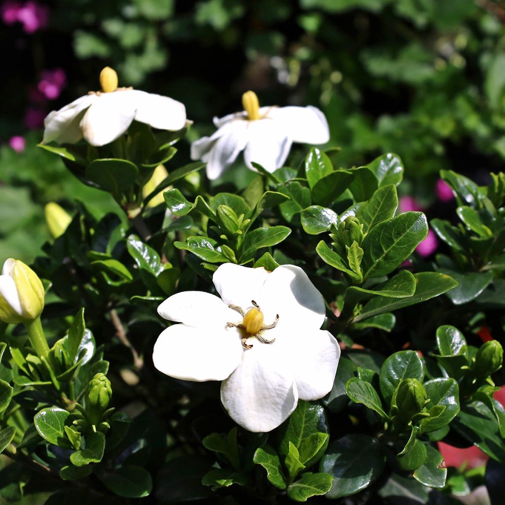 Gardenia jasminoides Kleims Hardy