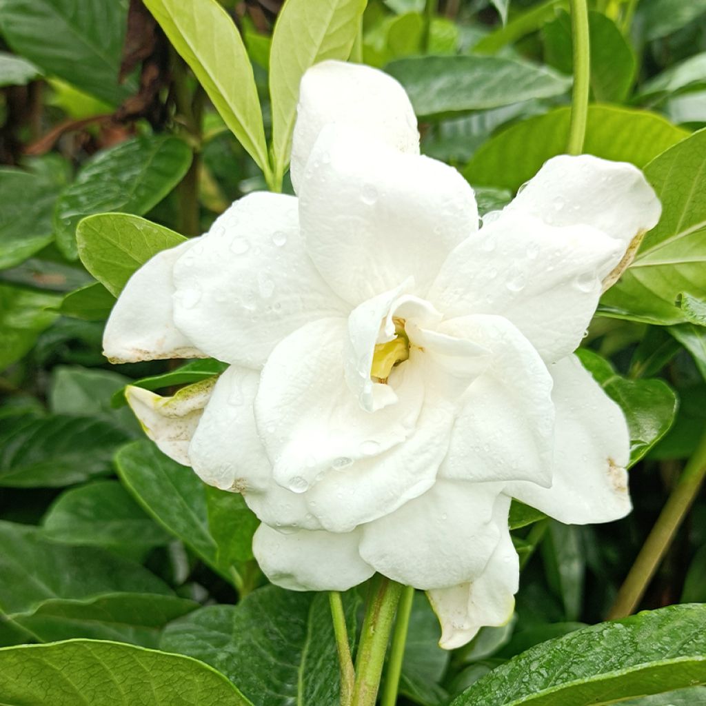 Gardenia jasminoides Summer Snow
