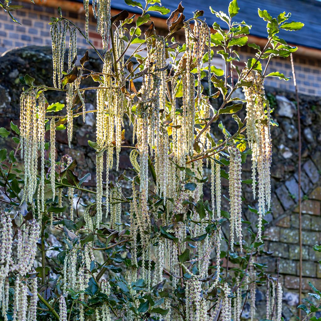 Garrya elliptica - Elliptical-leaved Garrya