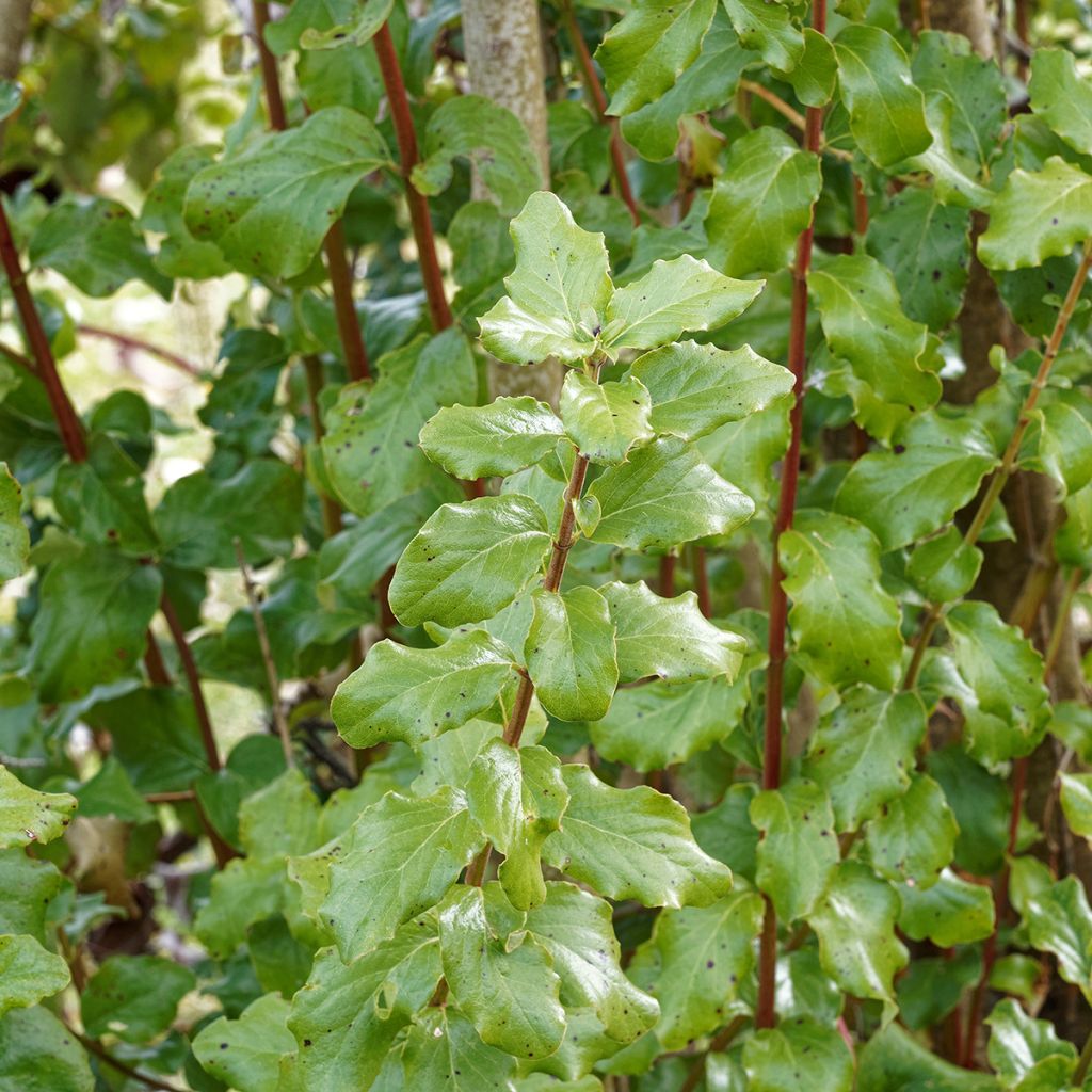 Garrya elliptica James Roof