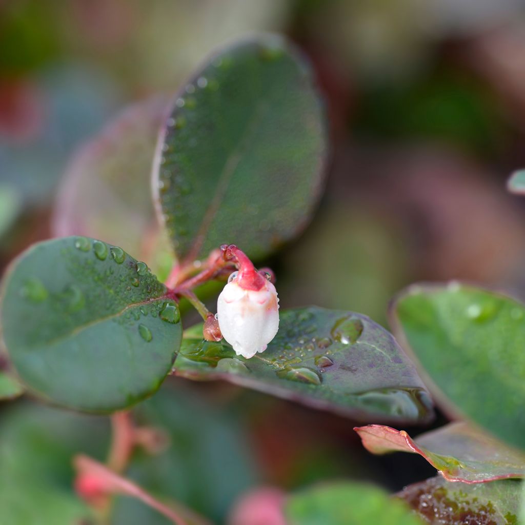 Gaultheria procumbens Gaubi