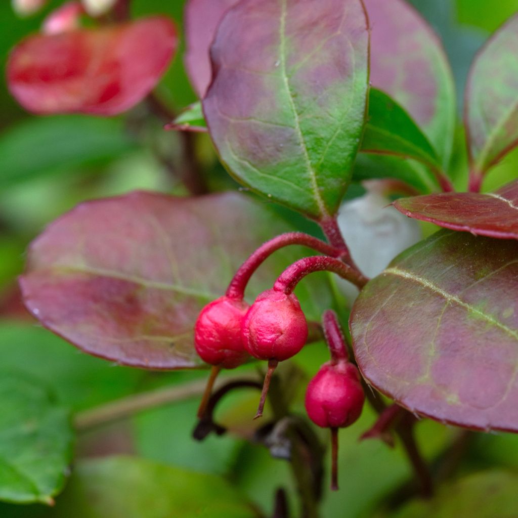 Gaultheria procumbens Gaubi