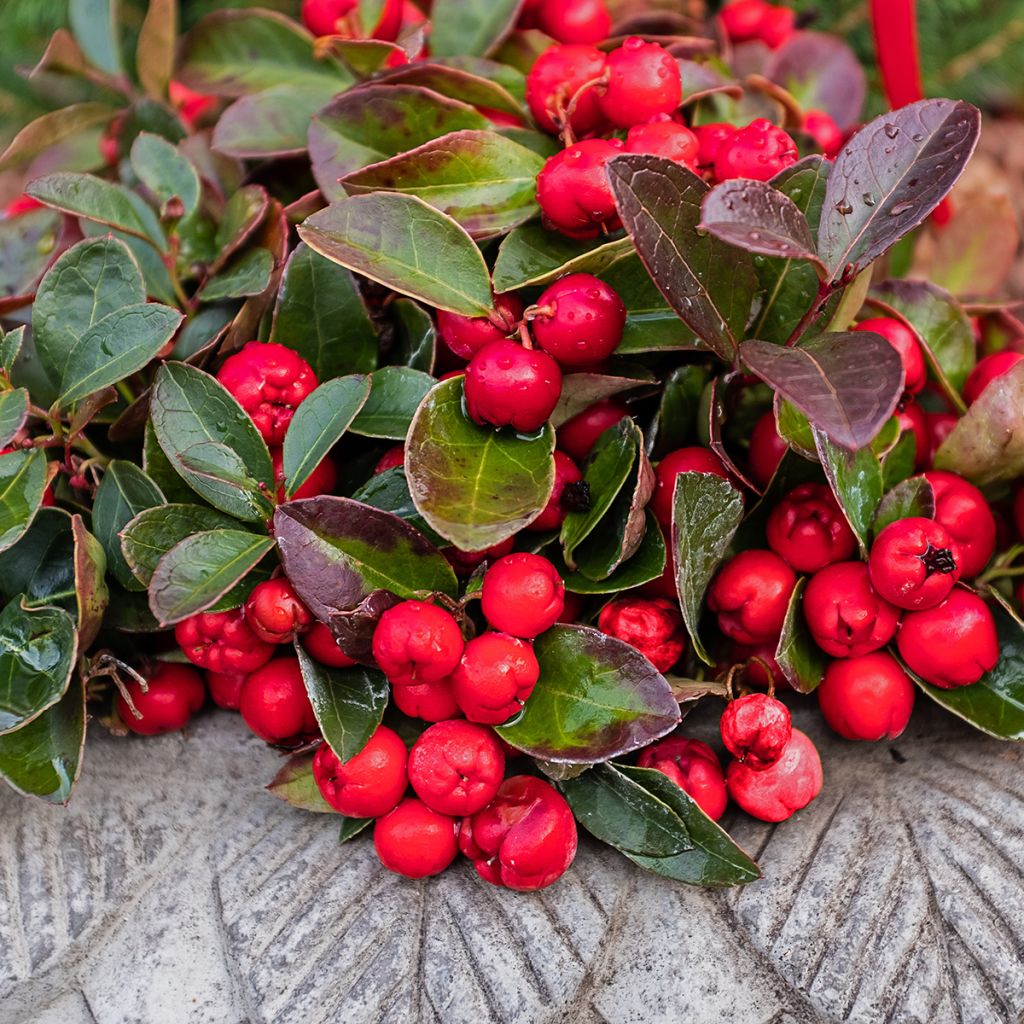 Gaultheria procumbens - Creeping Wintergreen