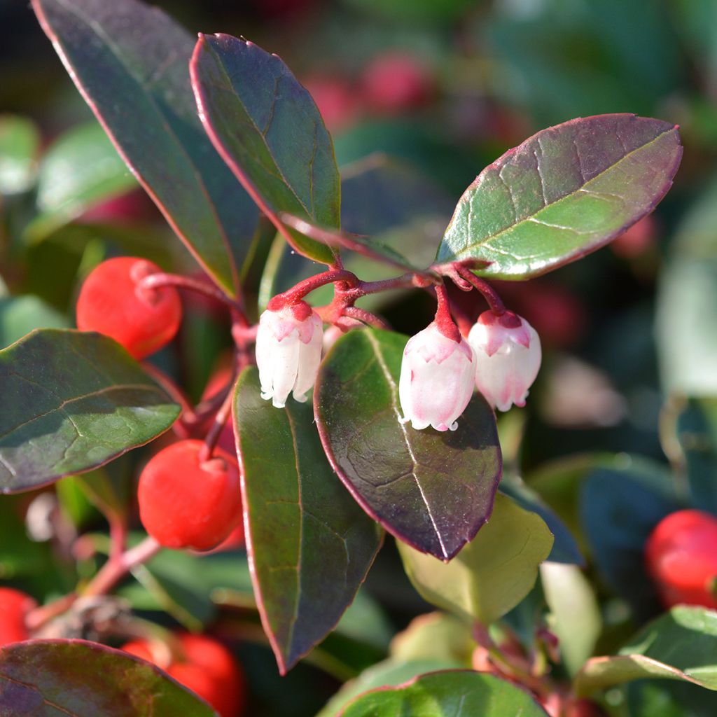 Gaultheria procumbens - Creeping Wintergreen
