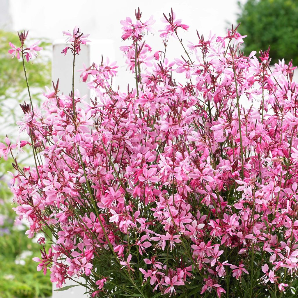 Gaura lindheimeri Baby Butterfly Dark Pink - Lindheimer's Beeblossom