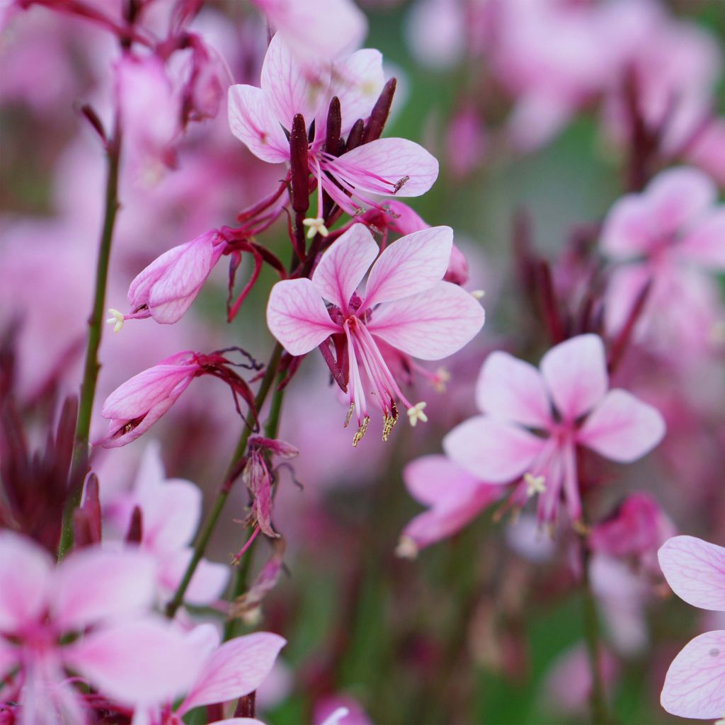 Gaura lindheimeri Baby Butterfly Dark Pink - Lindheimer's Beeblossom