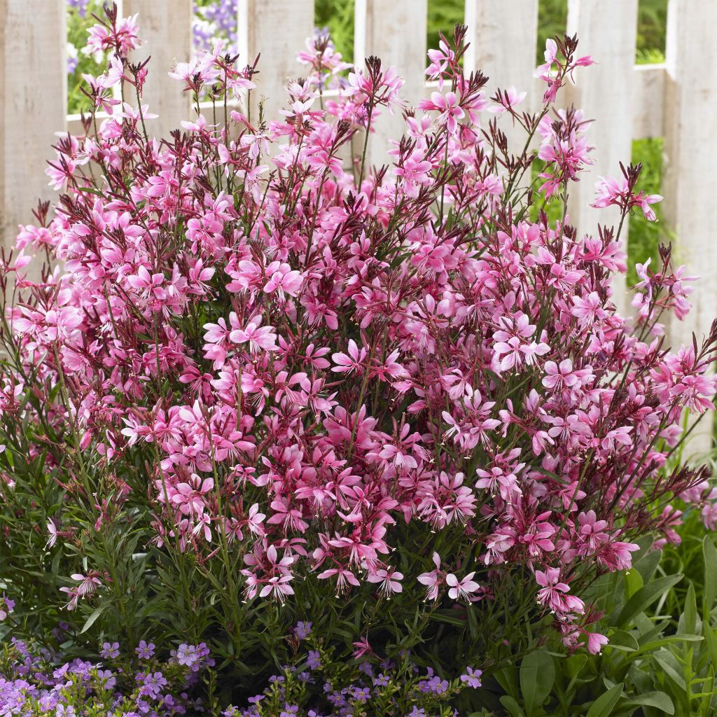 Gaura lindheimeri Baby Butterfly Dark Pink - Lindheimer's Beeblossom