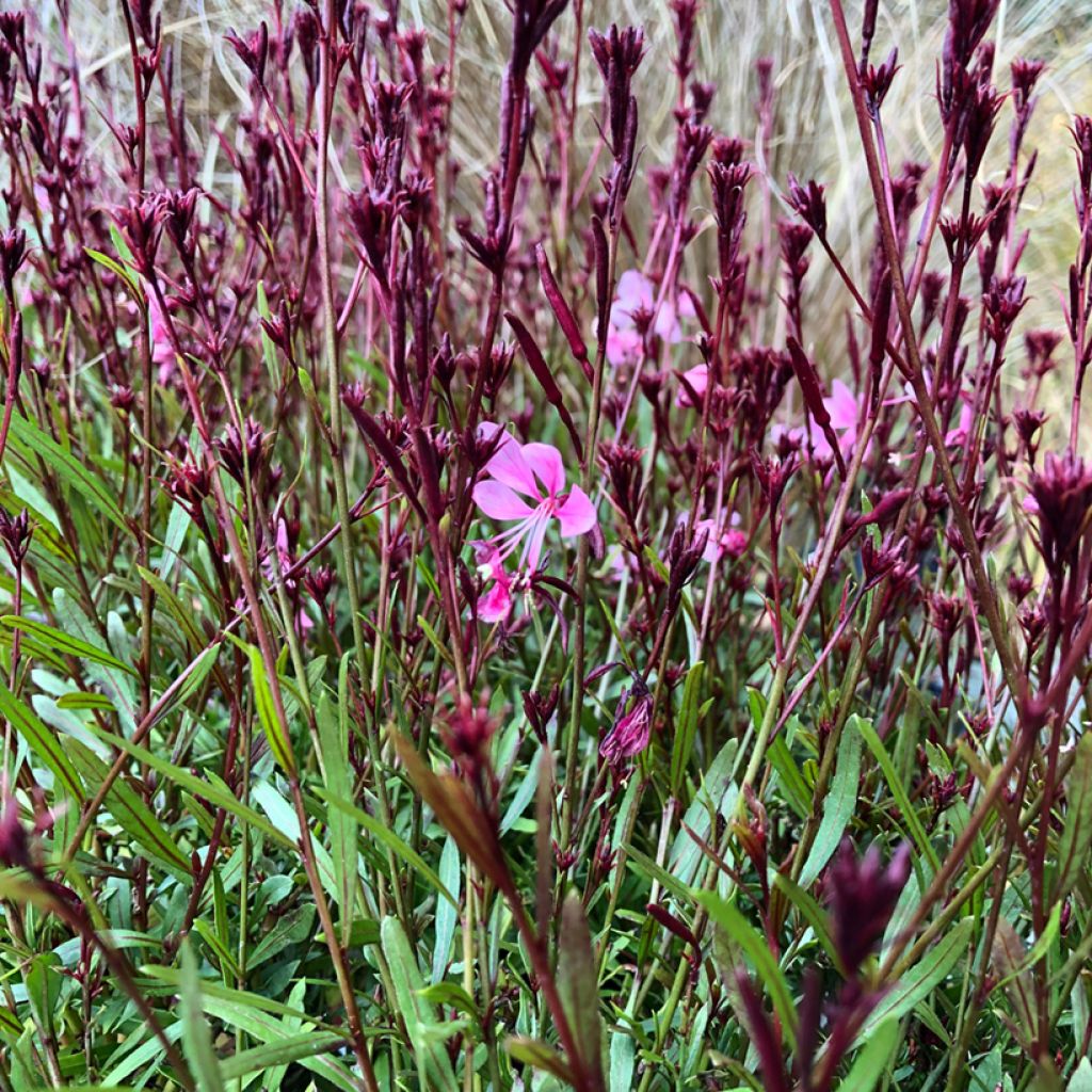 Gaura lindheimeri Baby Butterfly Dark Pink - Lindheimer's Beeblossom