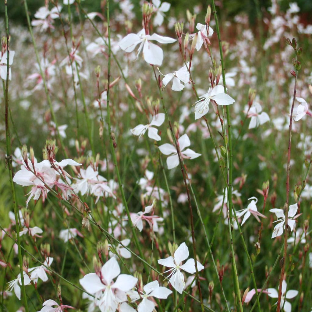 Gaura lindheimeri Blanche - Beeblossom
