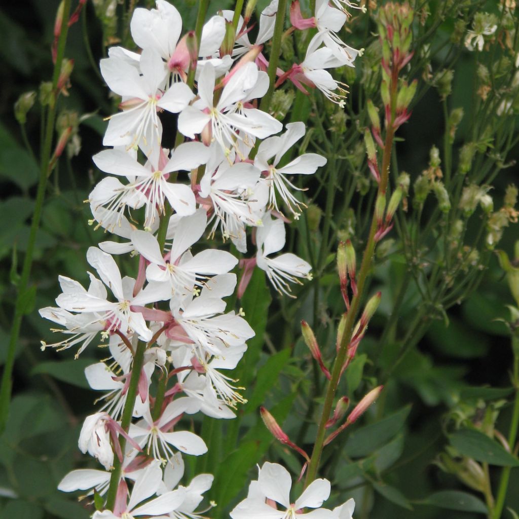 Gaura lindheimeri Blanche - Beeblossom