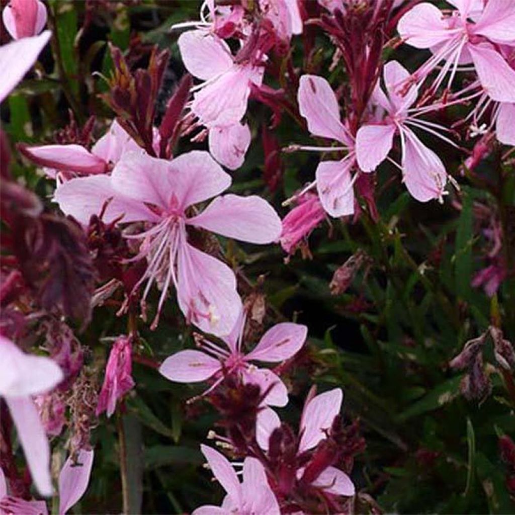 Gaura lindheimeri Blaze
