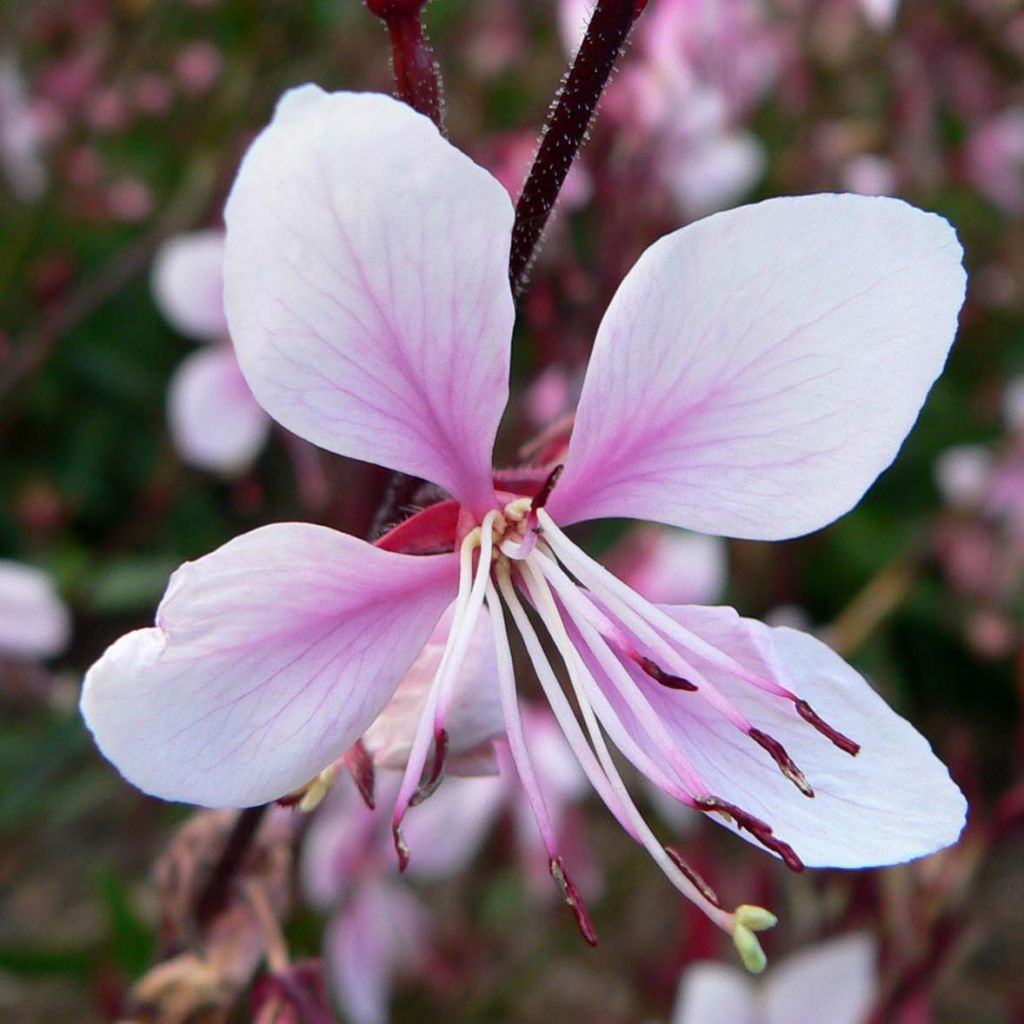 Gaura lindheimeri Cherry Brandy