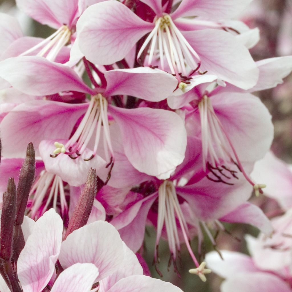 Gaura lindheimeri Cherry Brandy