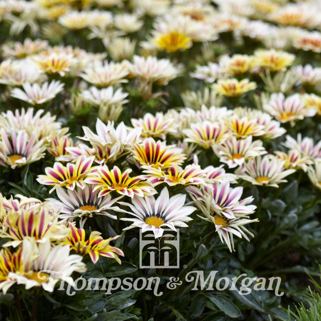 Gazania Big Kiss White Flame F1 Seeds - Treasure flower