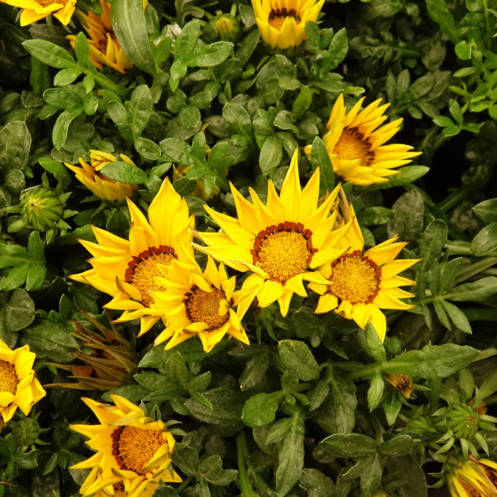 Gazania rigens Zany Yellow seeds - Treasure Flower