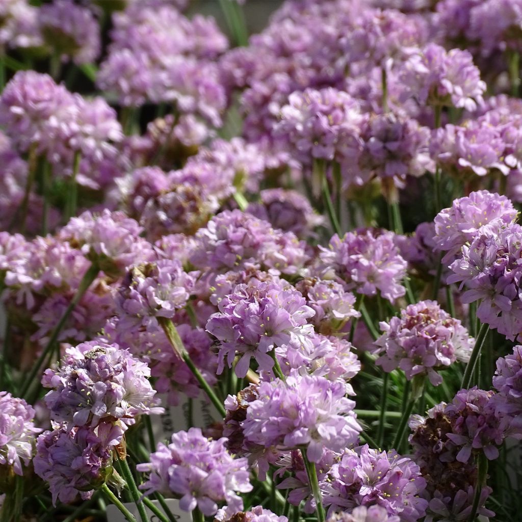 Armeria maritima Rosea - Sea Thrift