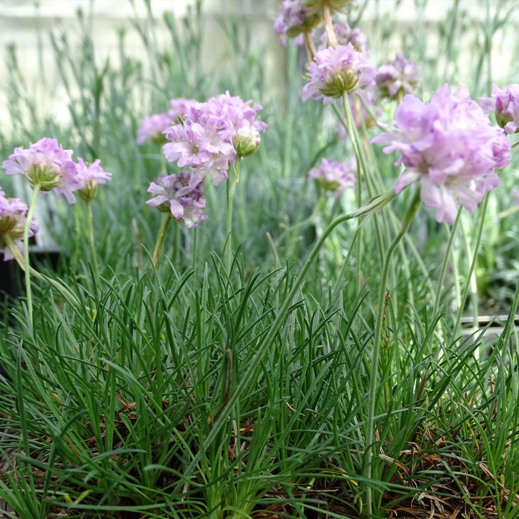 Armeria maritima Rosea - Sea Thrift