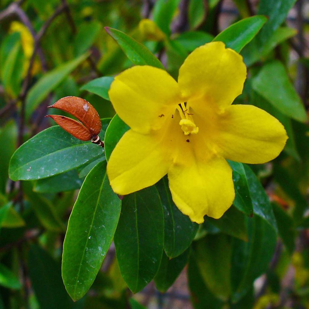 Gelsemium sempervirens - Yellow jessamine