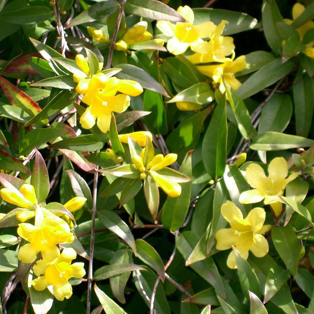 Gelsemium sempervirens - Yellow jessamine