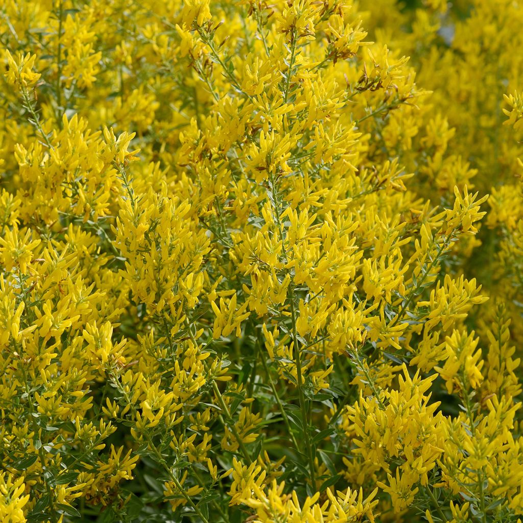 Genista tinctoria - dyer's greenweed