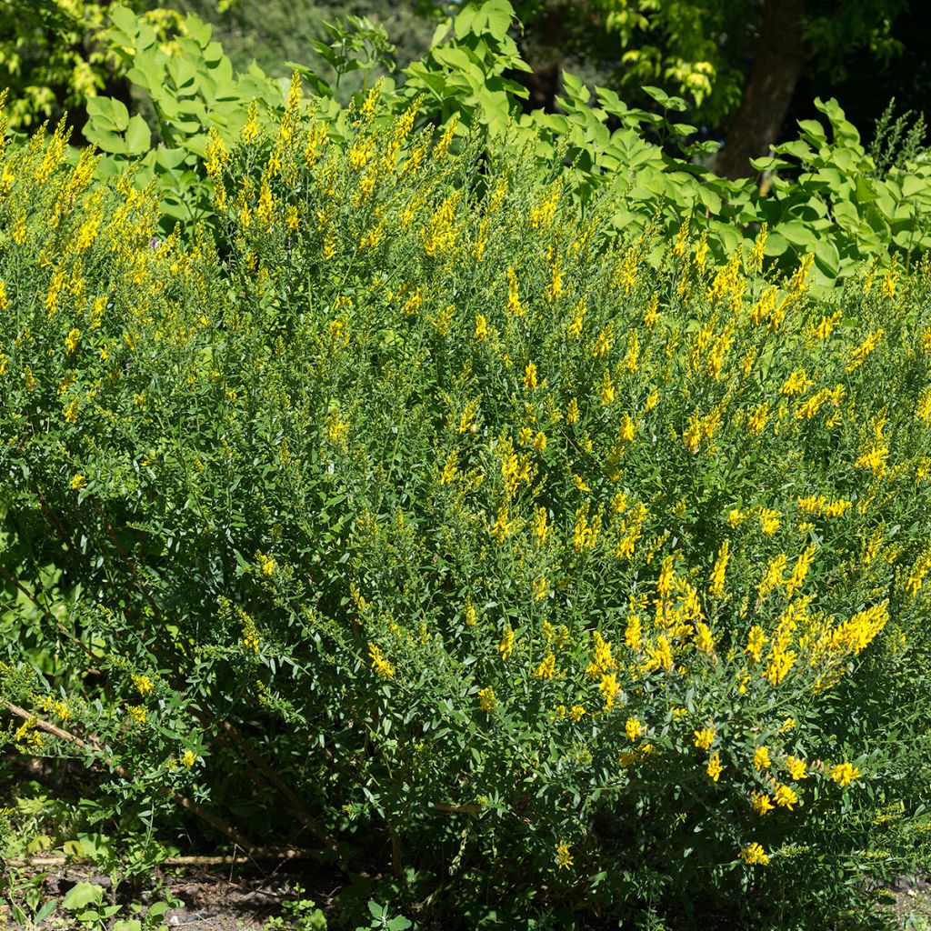 Genista tinctoria - dyer's greenweed