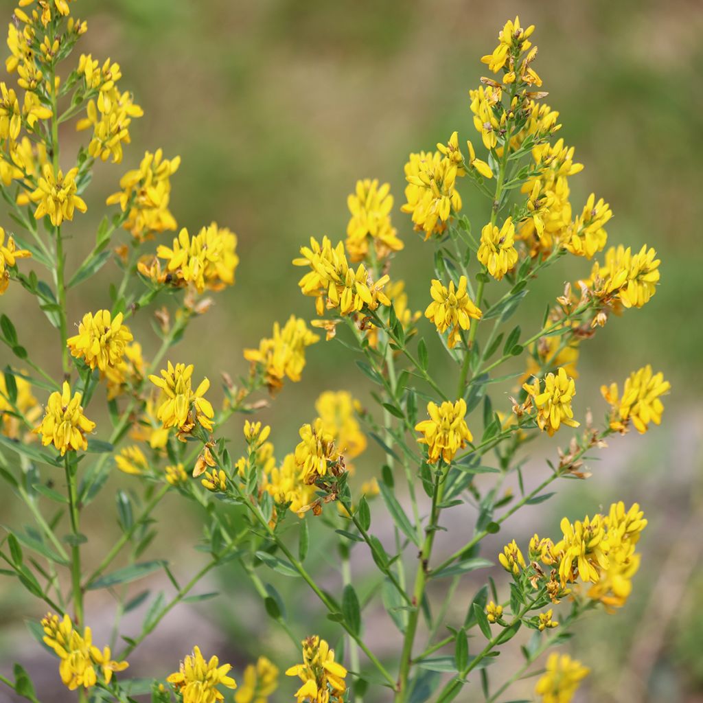 Genista tinctoria - dyer's greenweed