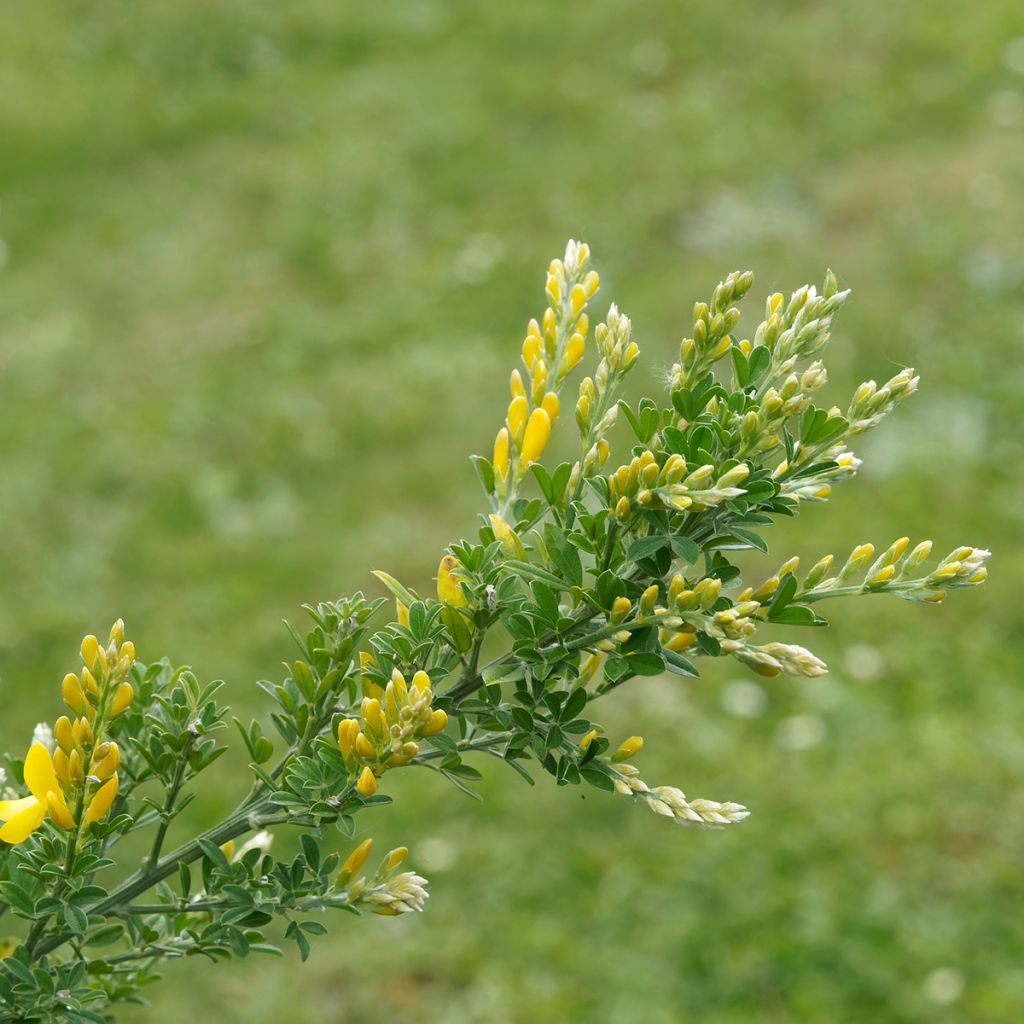 Cytisus scoparius Golden Sunlight