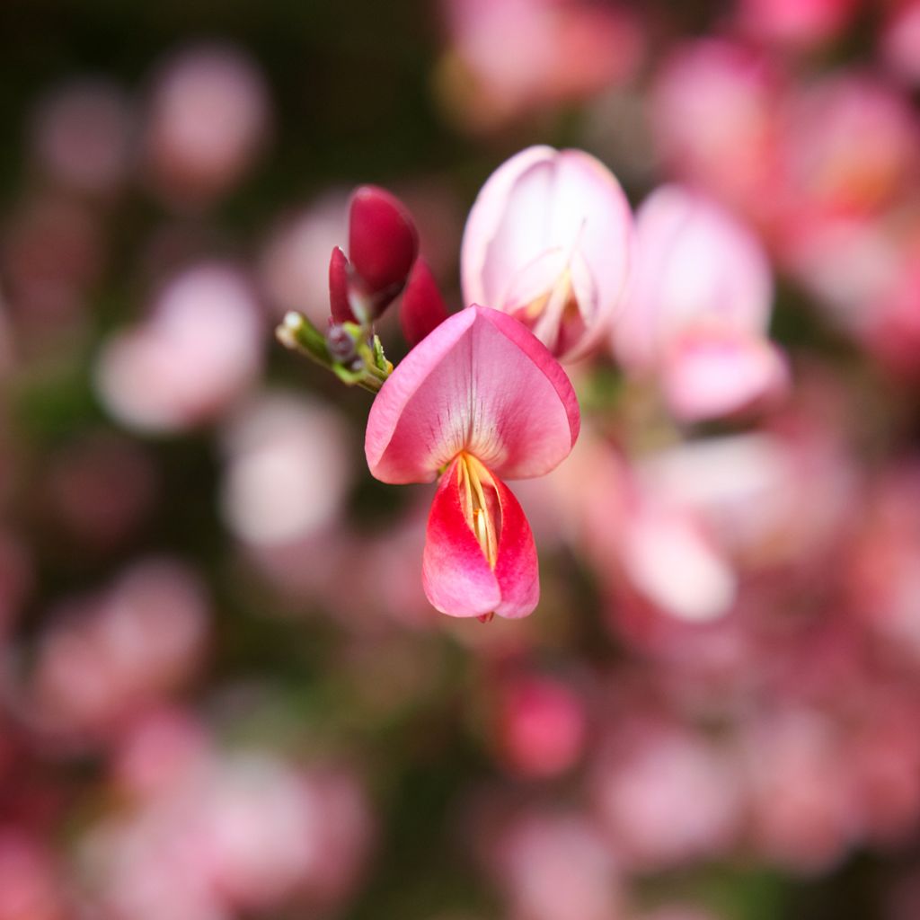 Cytisus praecox Hollandia