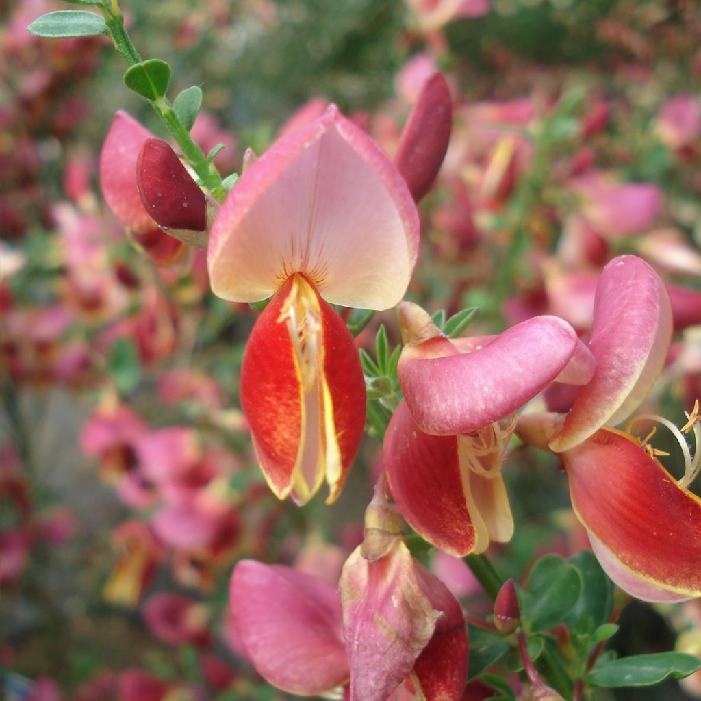 Cytisus Maria Burkwood