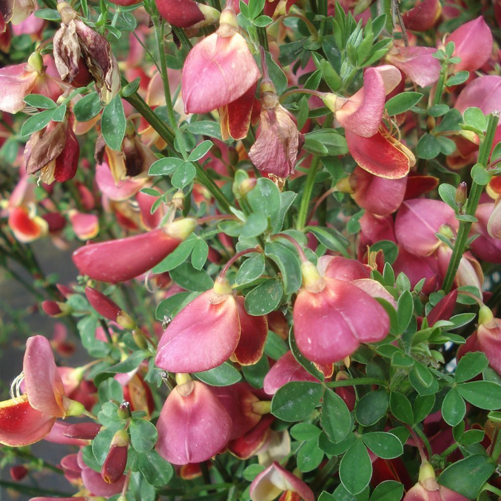 Cytisus Maria Burkwood