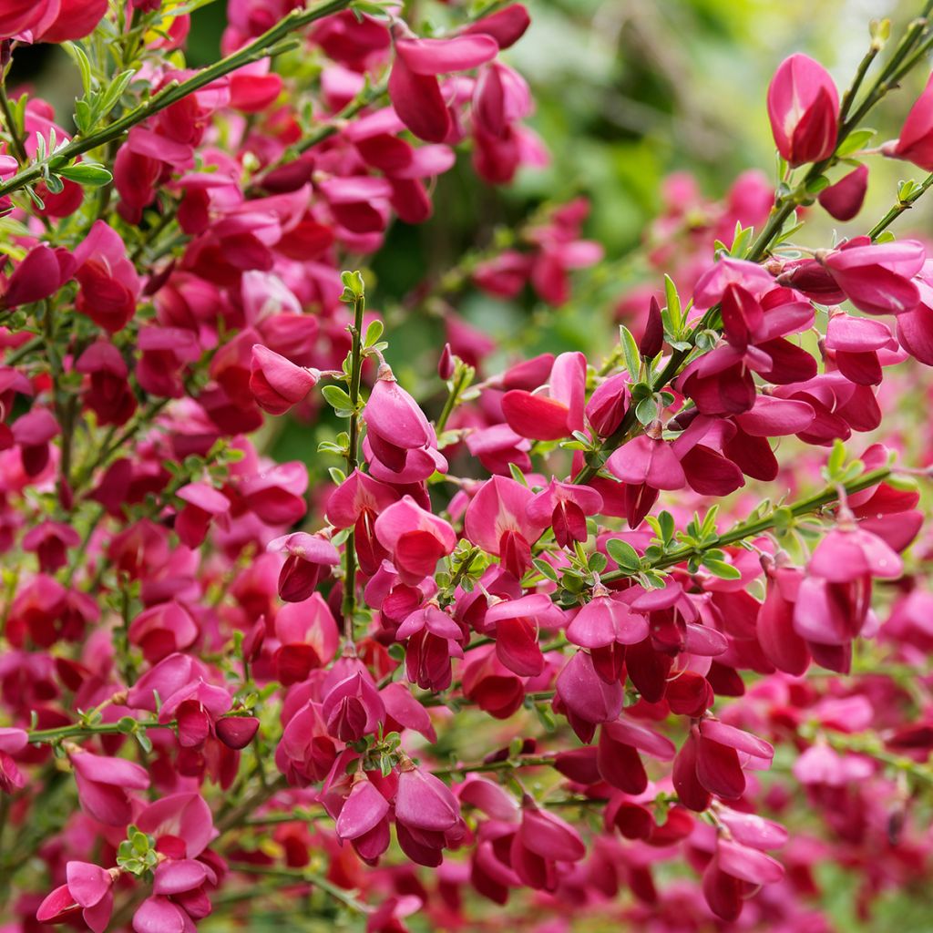 Cytisus scoparius Ruby