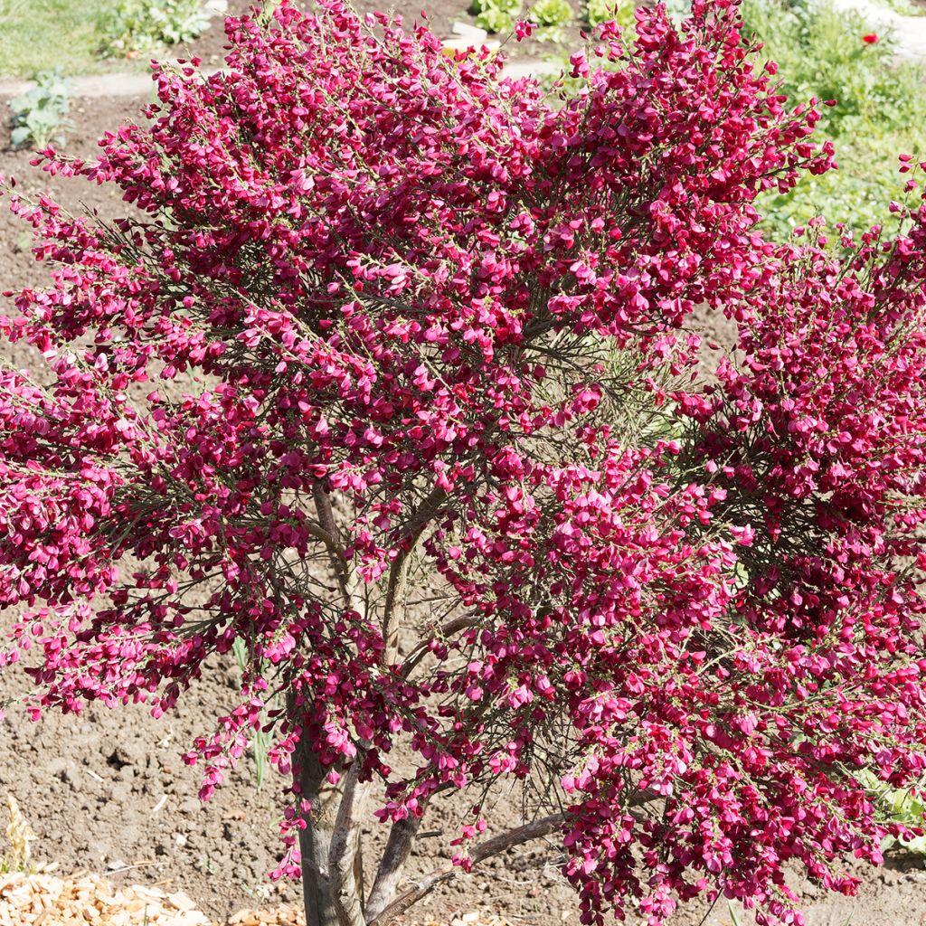 Cytisus scoparius Ruby