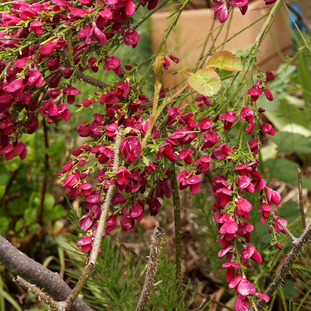 Cytisus scoparius Ruby