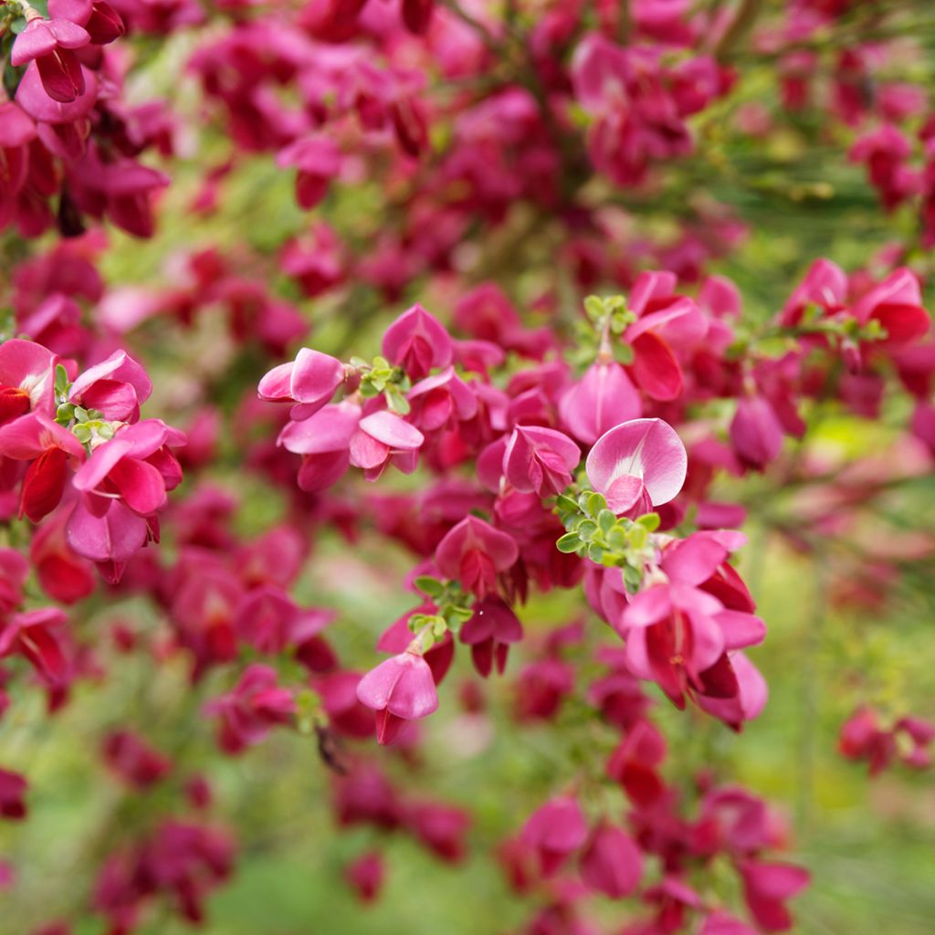 Cytisus scoparius Ruby