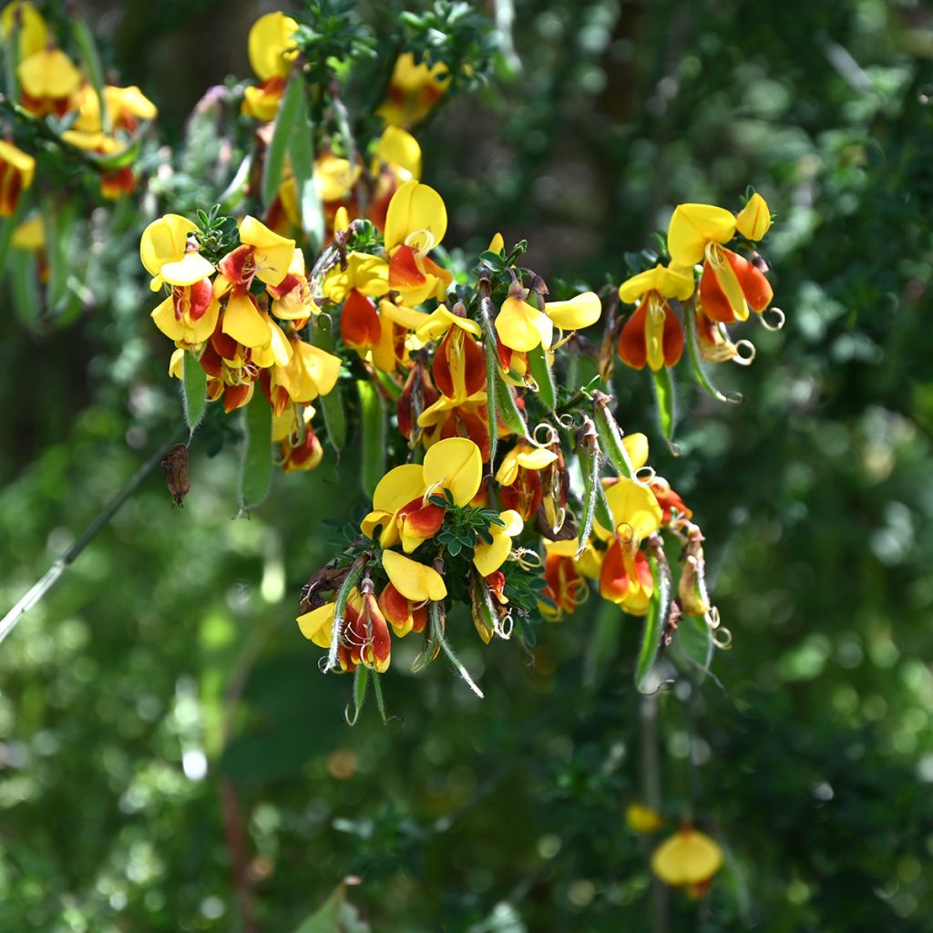 Cytisus scoparius Andreanus