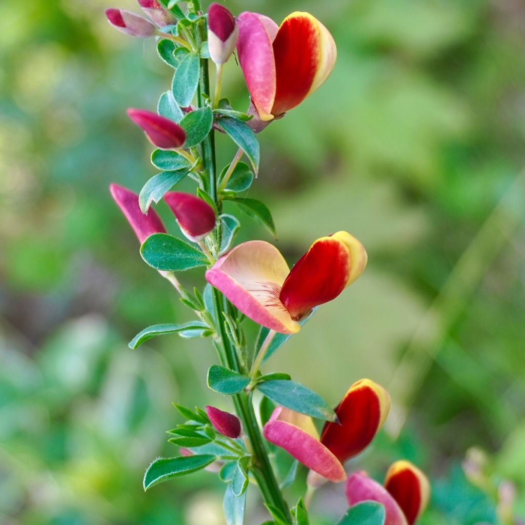 Cytisus scoparius Andreanus