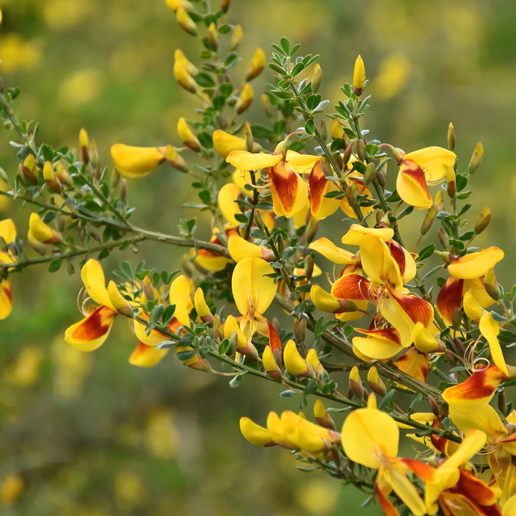 Cytisus scoparius Andreanus