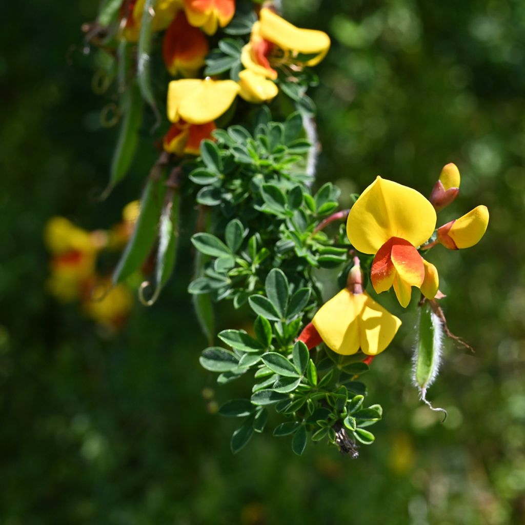 Cytisus scoparius Andreanus