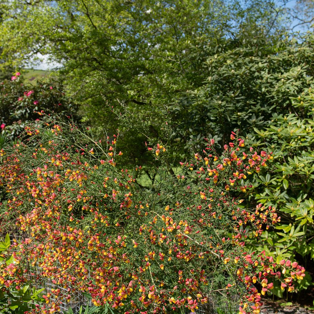 Cytisus scoparius La Coquette