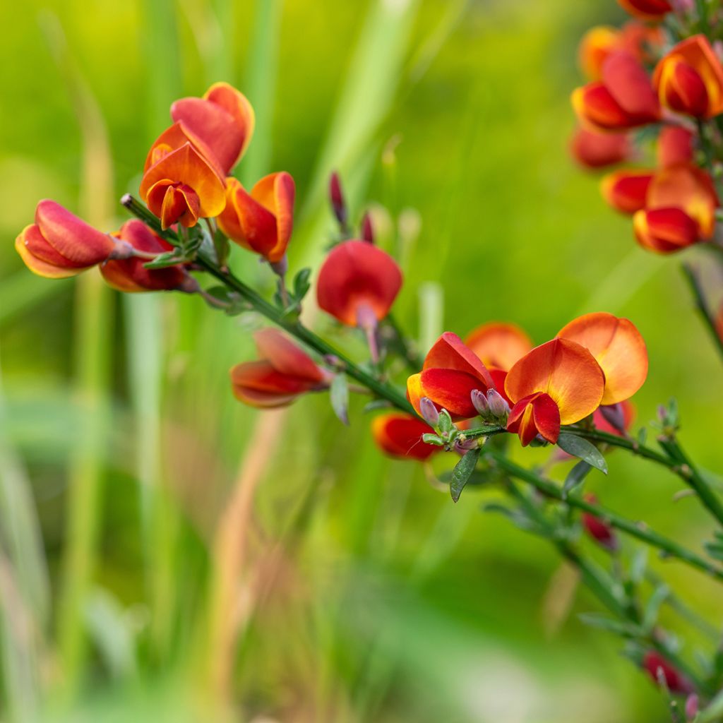 Cytisus scoparius Cytisus Lena