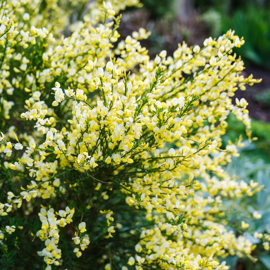 Cytisus scoparius Luna
