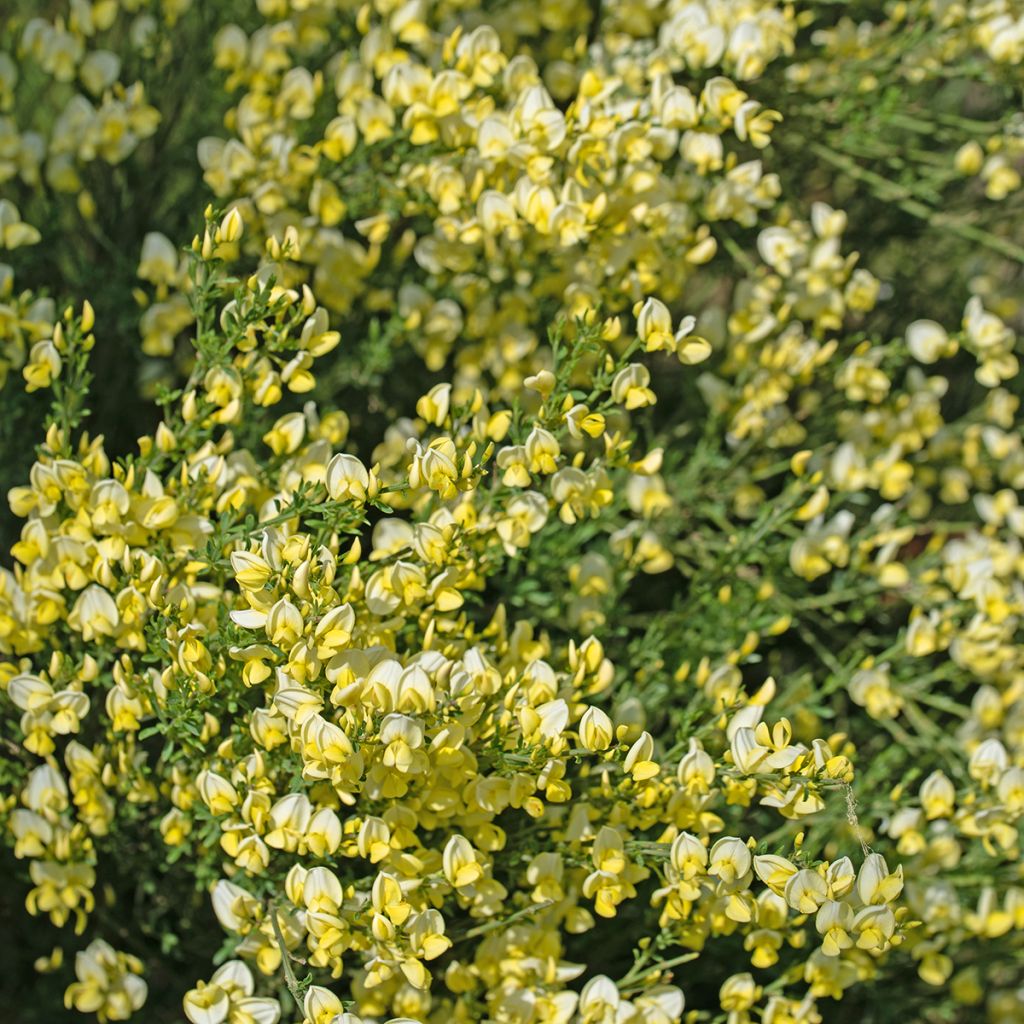 Cytisus scoparius Luna