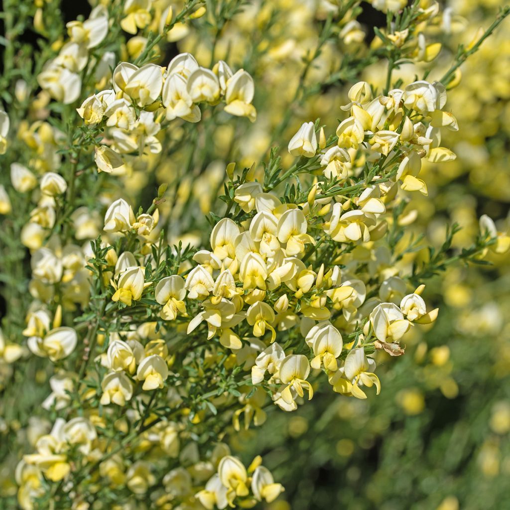Cytisus scoparius Luna