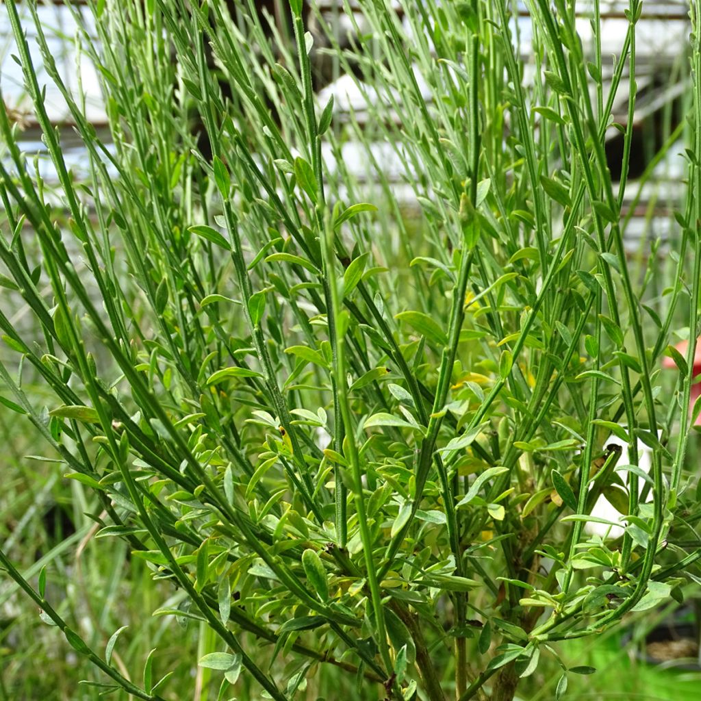 Cytisus scoparius Roter Favorit