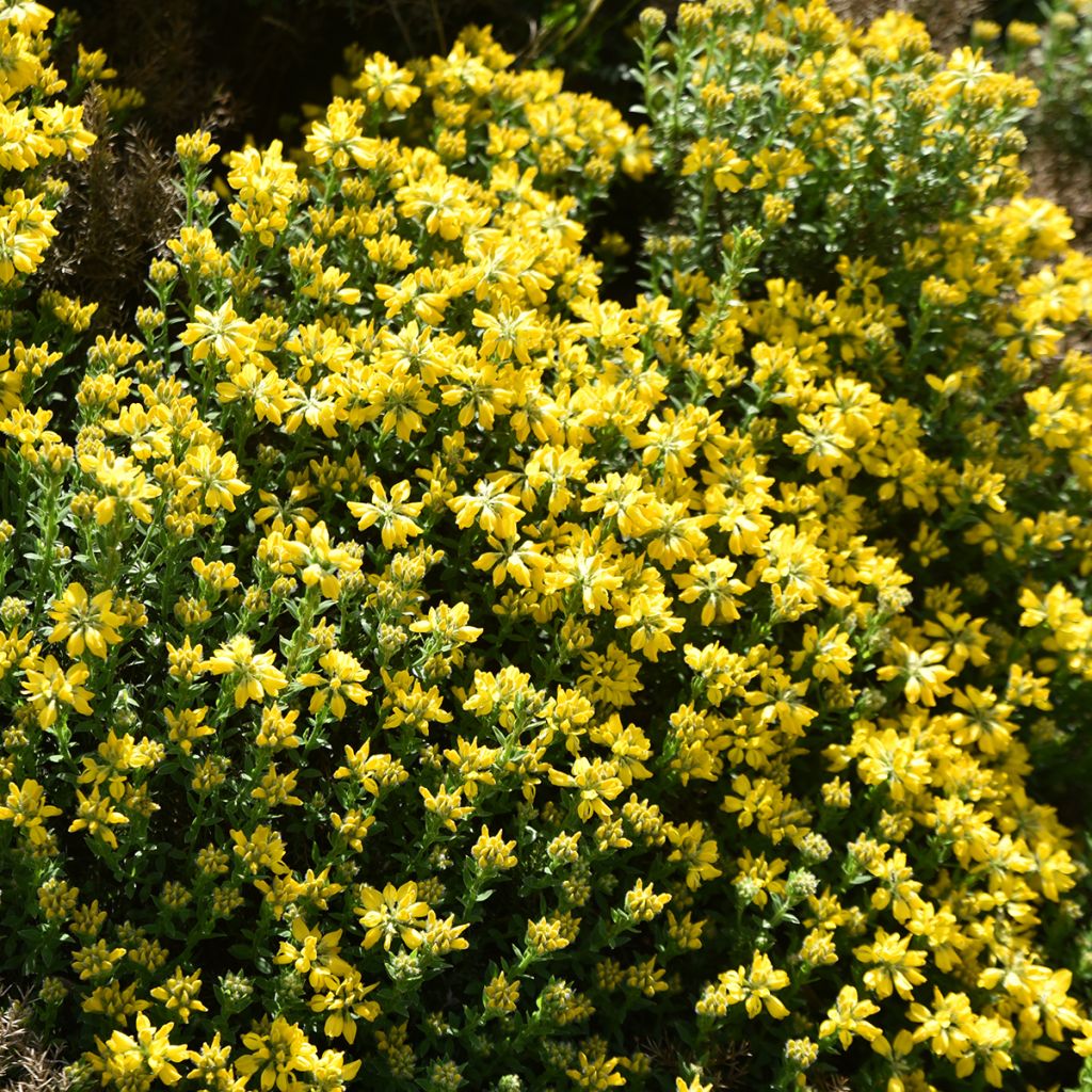 Genista hispanica