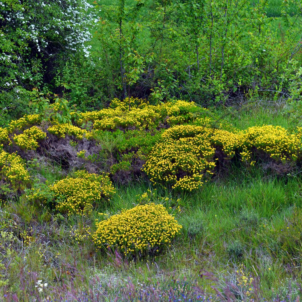 Genista hispanica