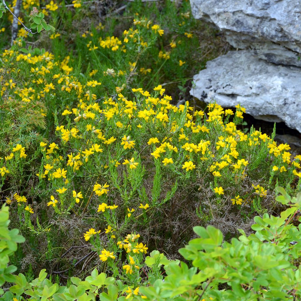 Genista hispanica